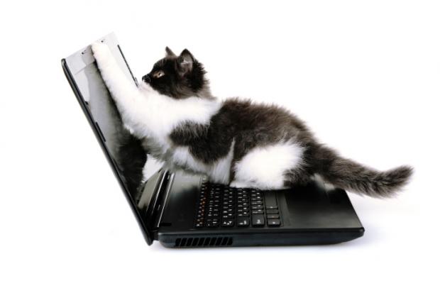 laptop_cat