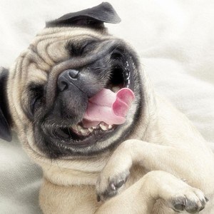 Smiling Pug
